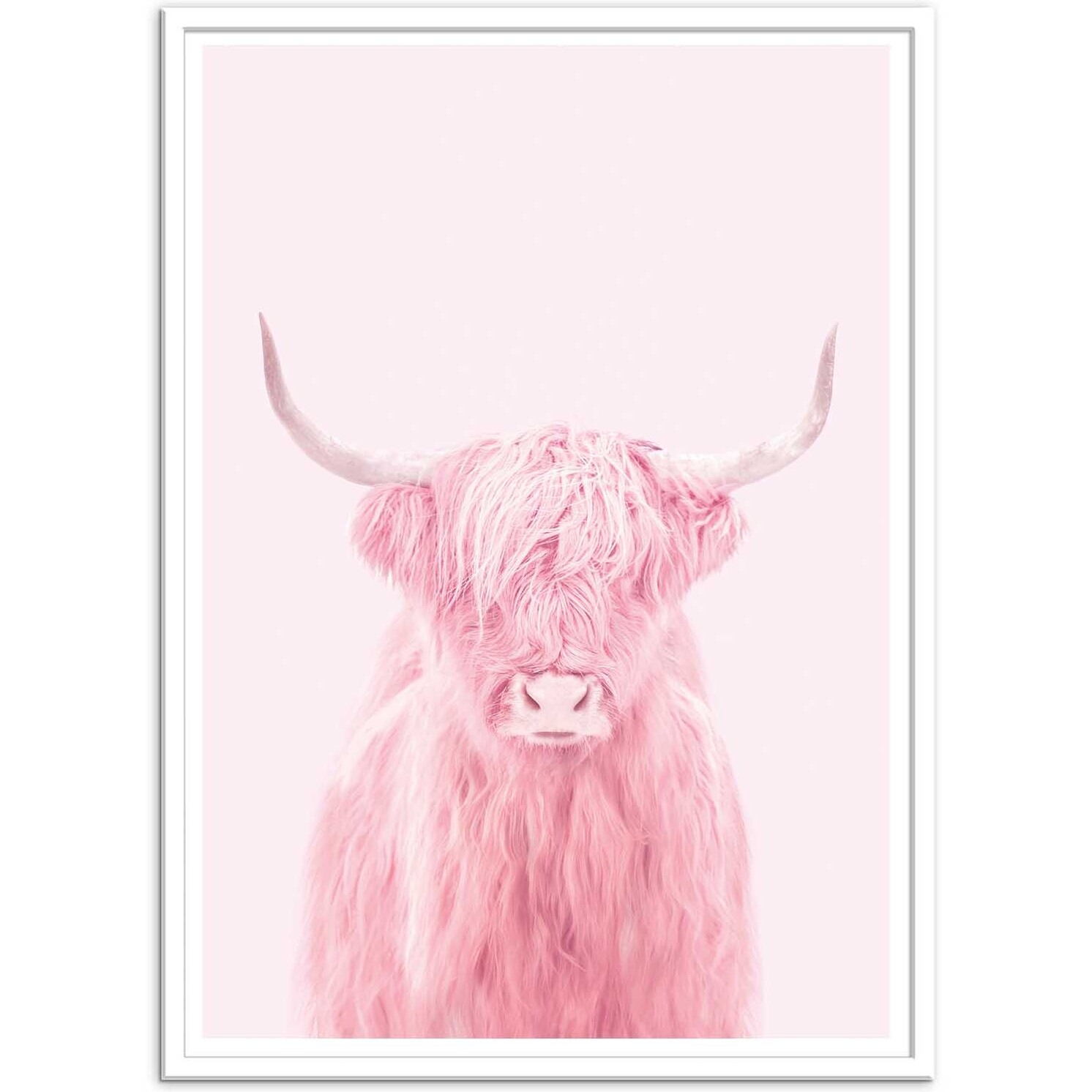 Affiche - Highland cow - Paul Fuentes