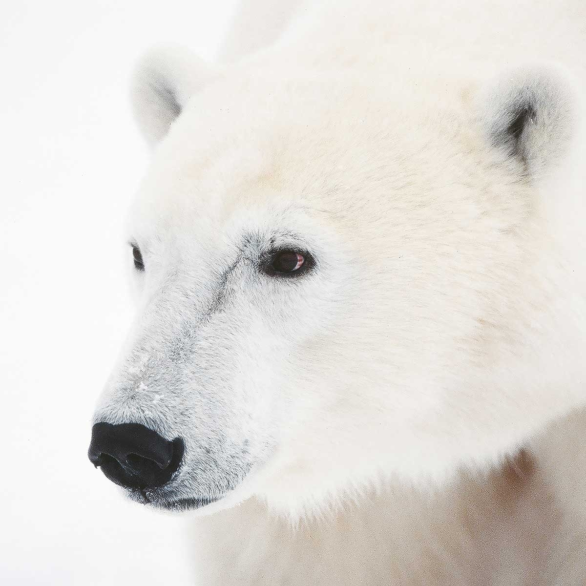 Affiche photo ours blanc polaire Affiche seule