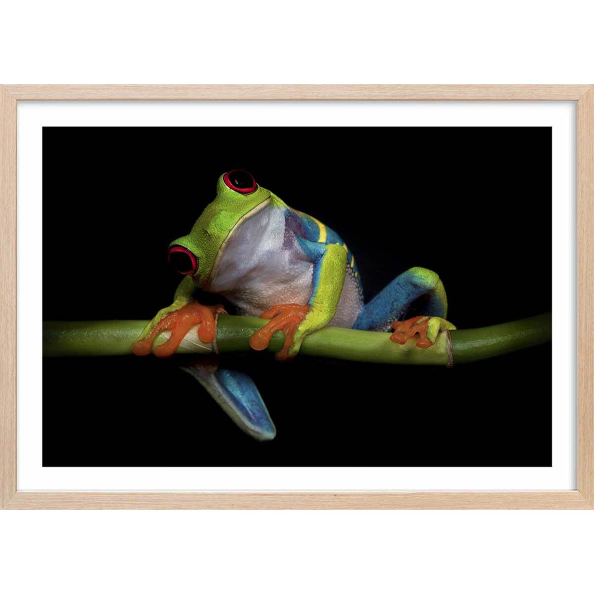 Poster animaux Curiosités Affiche + cadre en bois - Chêne