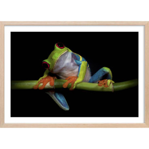 Poster animaux Curiosités Affiche + cadre en bois - Chêne