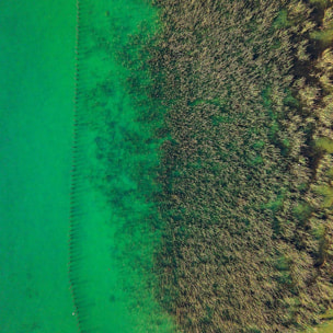 Tableau végétaux et flore aquatique Tableau alu Dibond