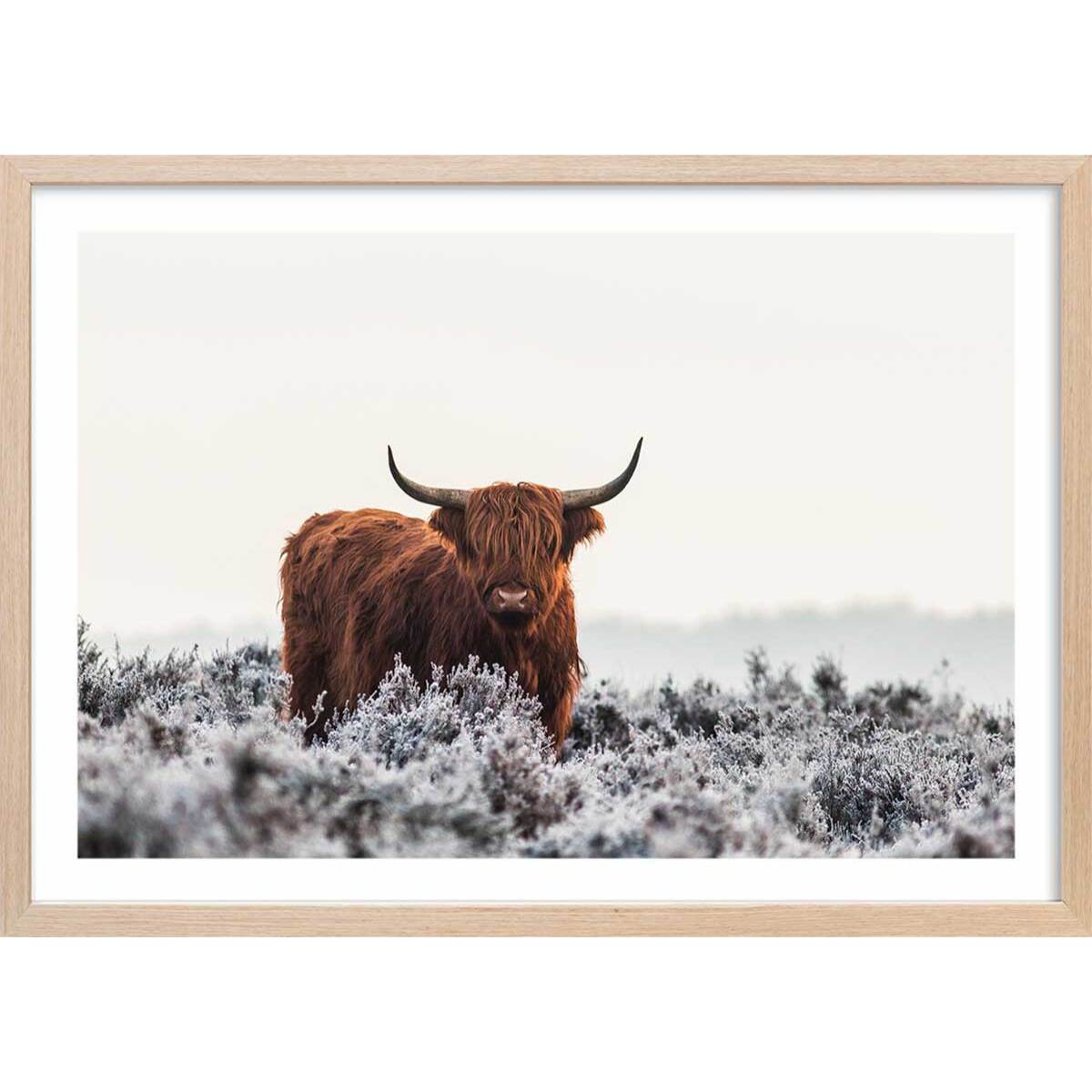 Poster highland sous la neige Affiche + cadre en bois - Chêne
