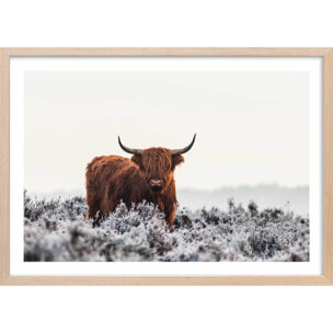 Poster highland sous la neige Affiche + cadre en bois - Chêne