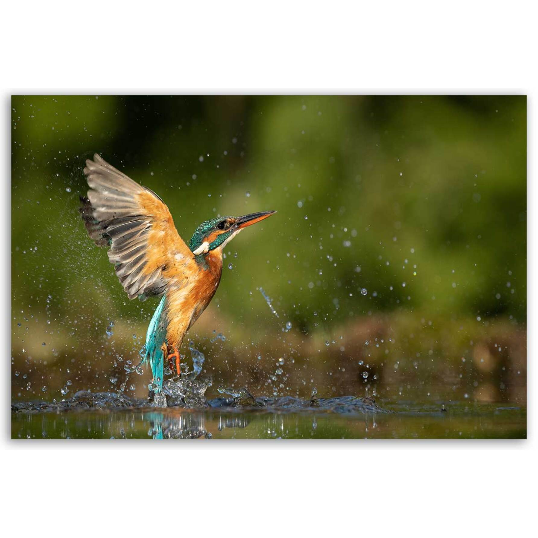 Tableau martin-pêcheur en plein envol au-dessus de l’eau Toile imprimée