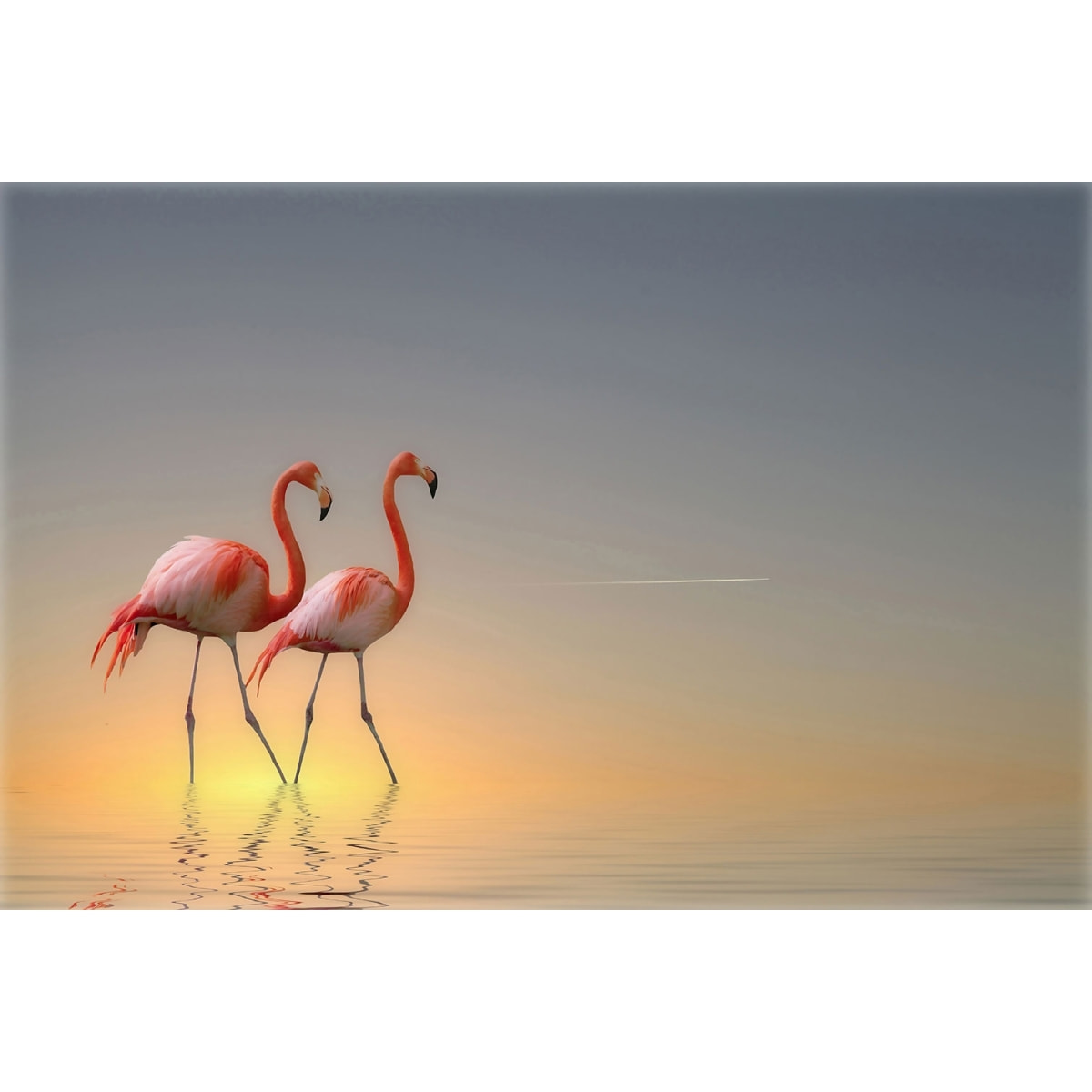 Tableau animaux flamands bleus Tableau plexiglas