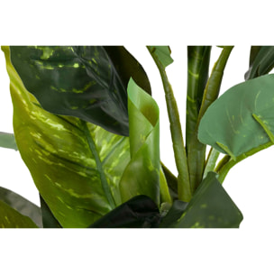 Planta Dieffenbachia Amoena Con Maceta 70x70x160cm