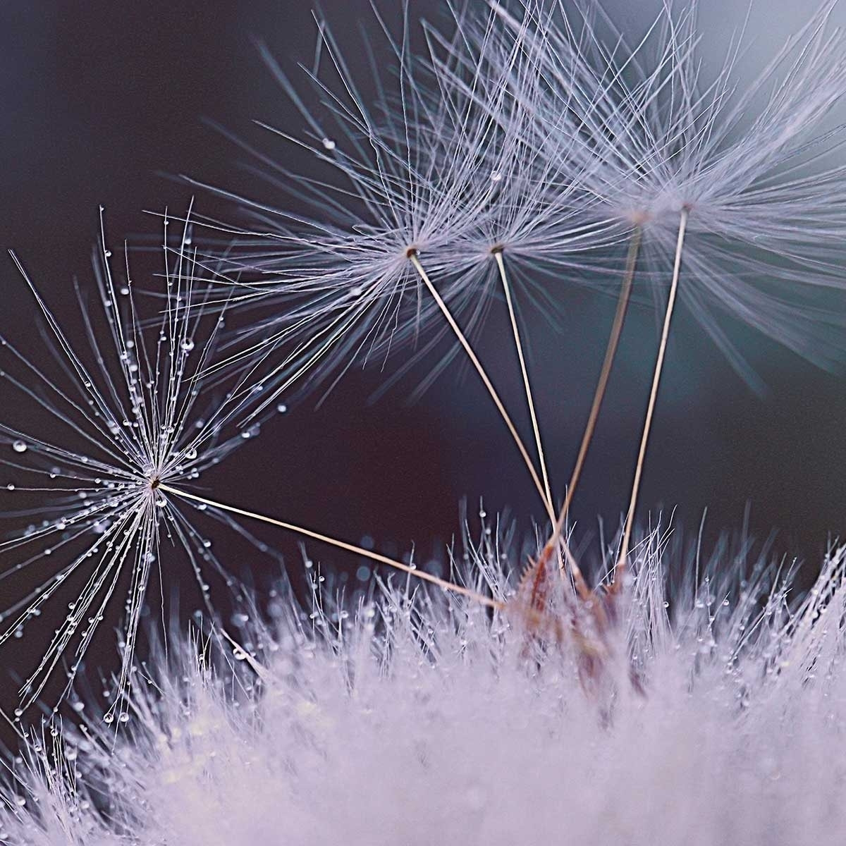 Affiche fleurs dandelion seeds Affiche sous cadre bois