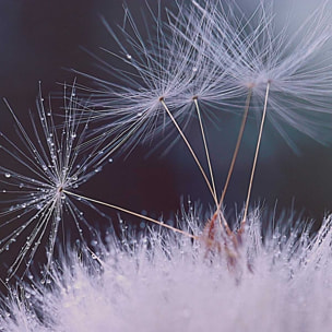 Affiche fleurs dandelion seeds Affiche sous cadre bois