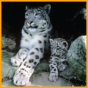 WWF PUZZLE - LEOPARDOS 100 PIEZAS