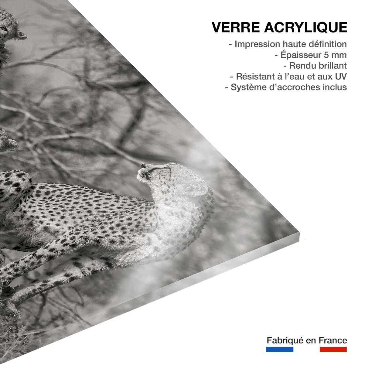 Tableau animaux 3 petits chats Tableau plexiglas