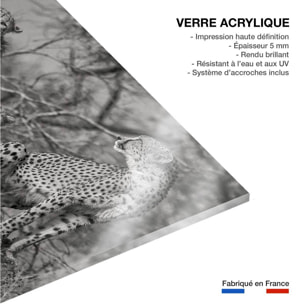 Tableau animaux 3 petits chats Tableau plexiglas