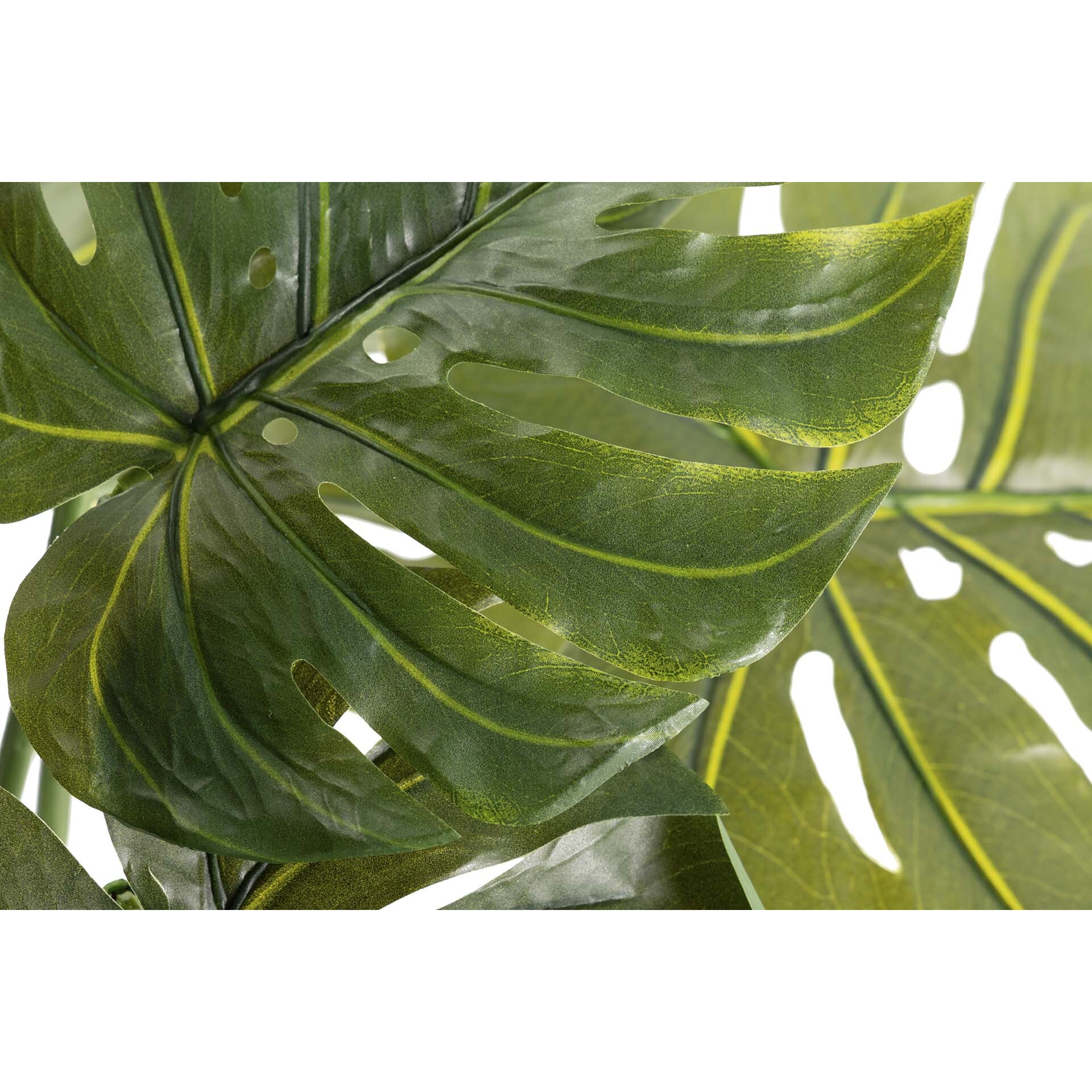 Planta Monstera 110x70x155 Cm