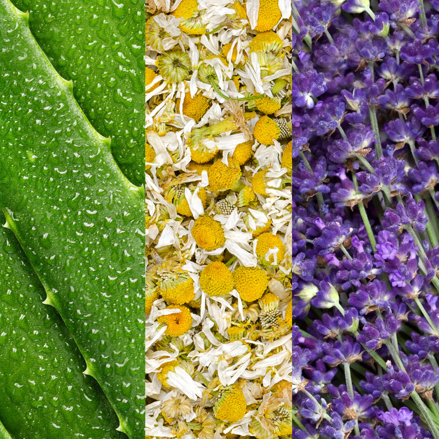 Facial Spray with Aloe, Chamomile & Lavender - Spray visage à l'aloe vera, à la camomille et à la lavande