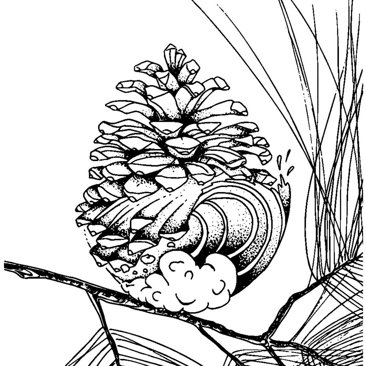 Tableau pigne des Landes Tableau alu Dibond