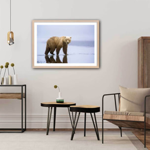 Affiche la marche de l'Ours Affiche + cadre en bois - Chêne