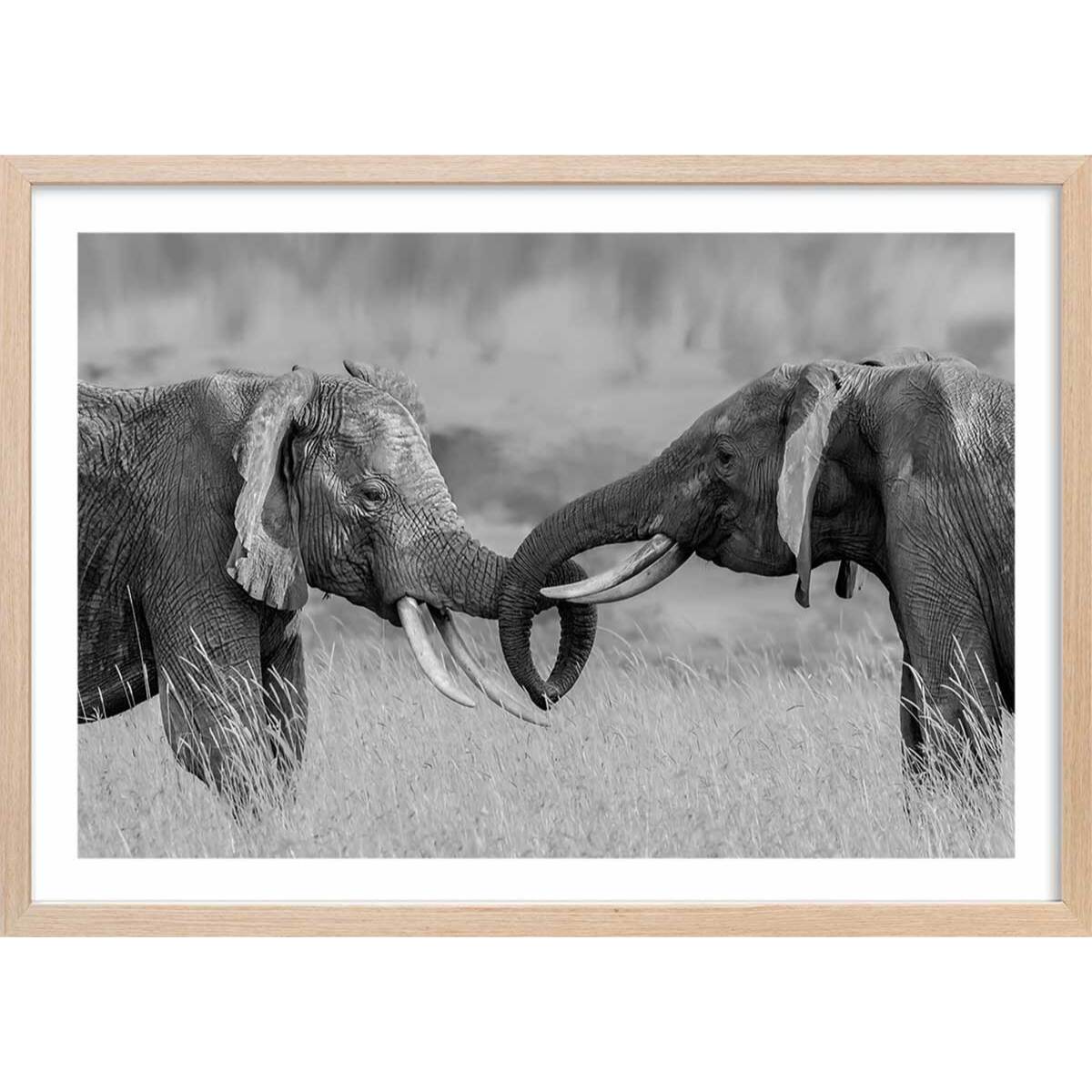 Affiche éléphant ...qui es tu? Affiche + cadre en bois - Chêne