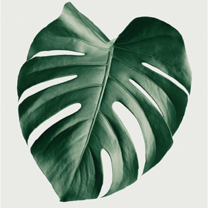 Affiche  monstera perfect Affiche + cadre en bois - Chêne
