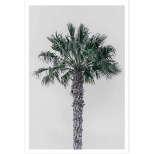 Affiche coconut palm Affiche seule