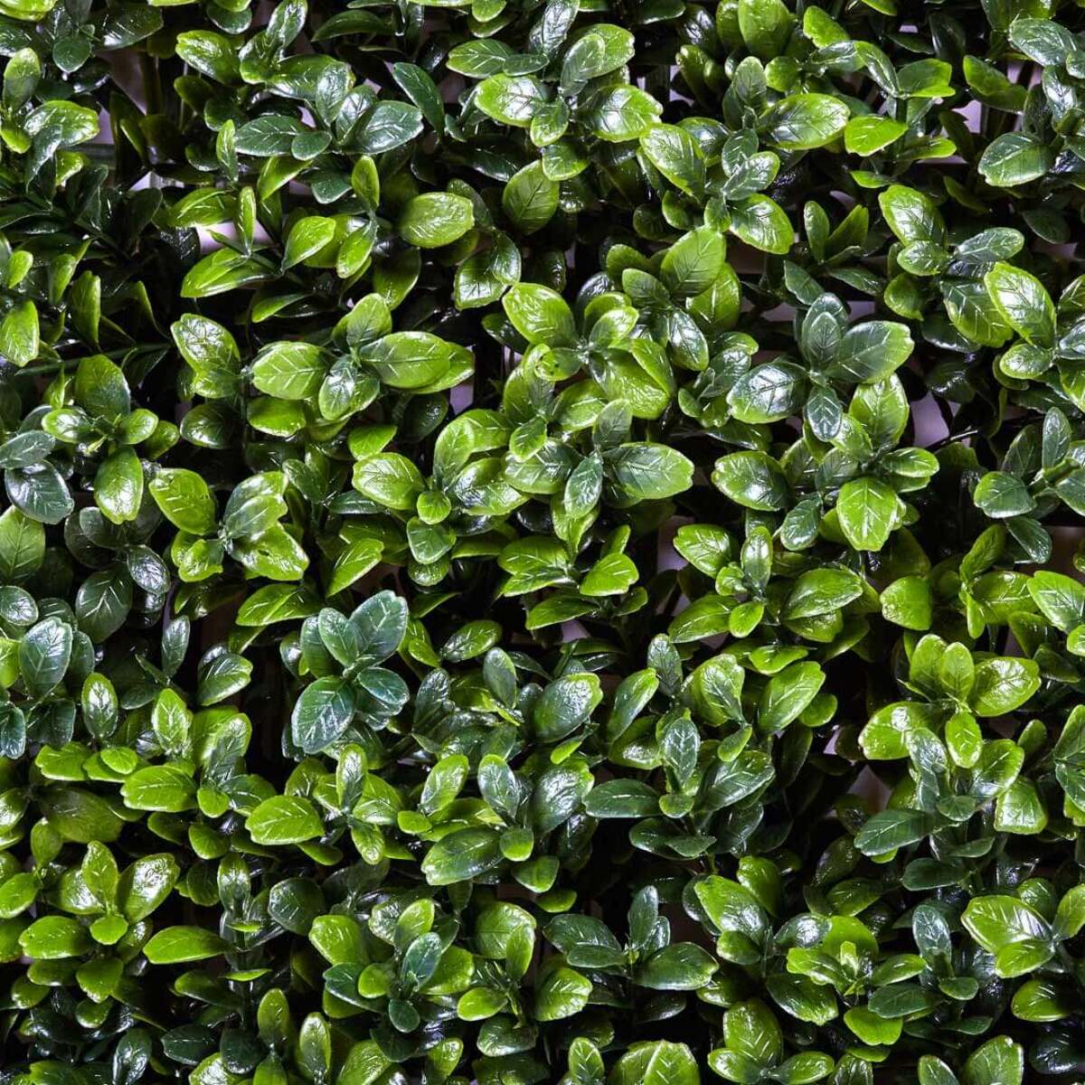 Rollo Jardin Vertical Boj 100 X 100 Cm