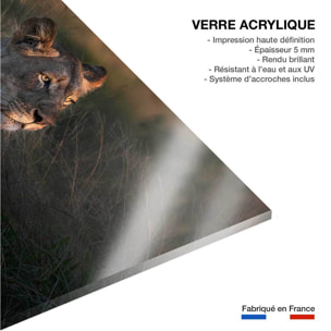 Tableau Lionne au crepuscule Tableau plexiglas