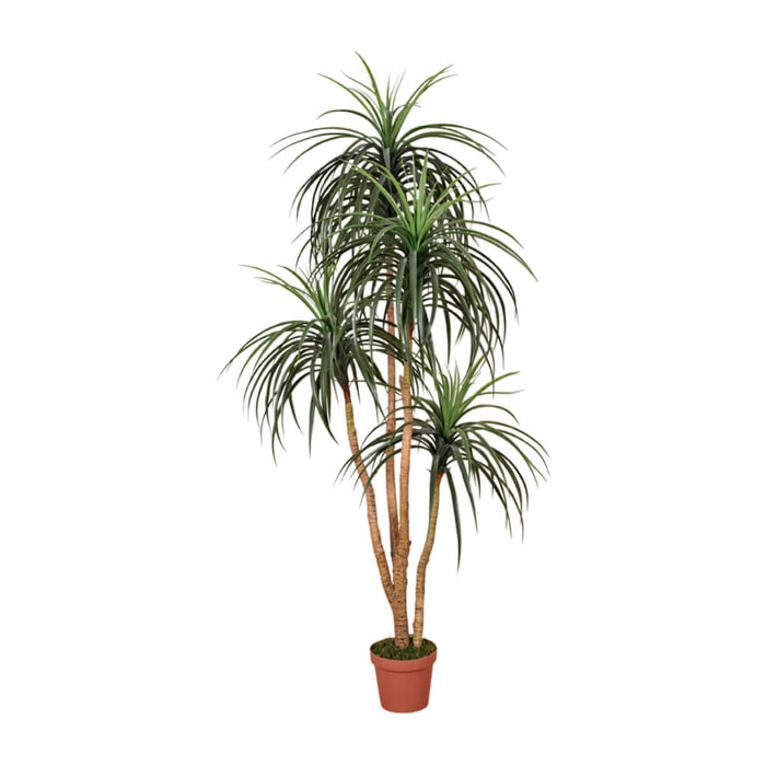 Planta Artificial Nolina 185 Cm