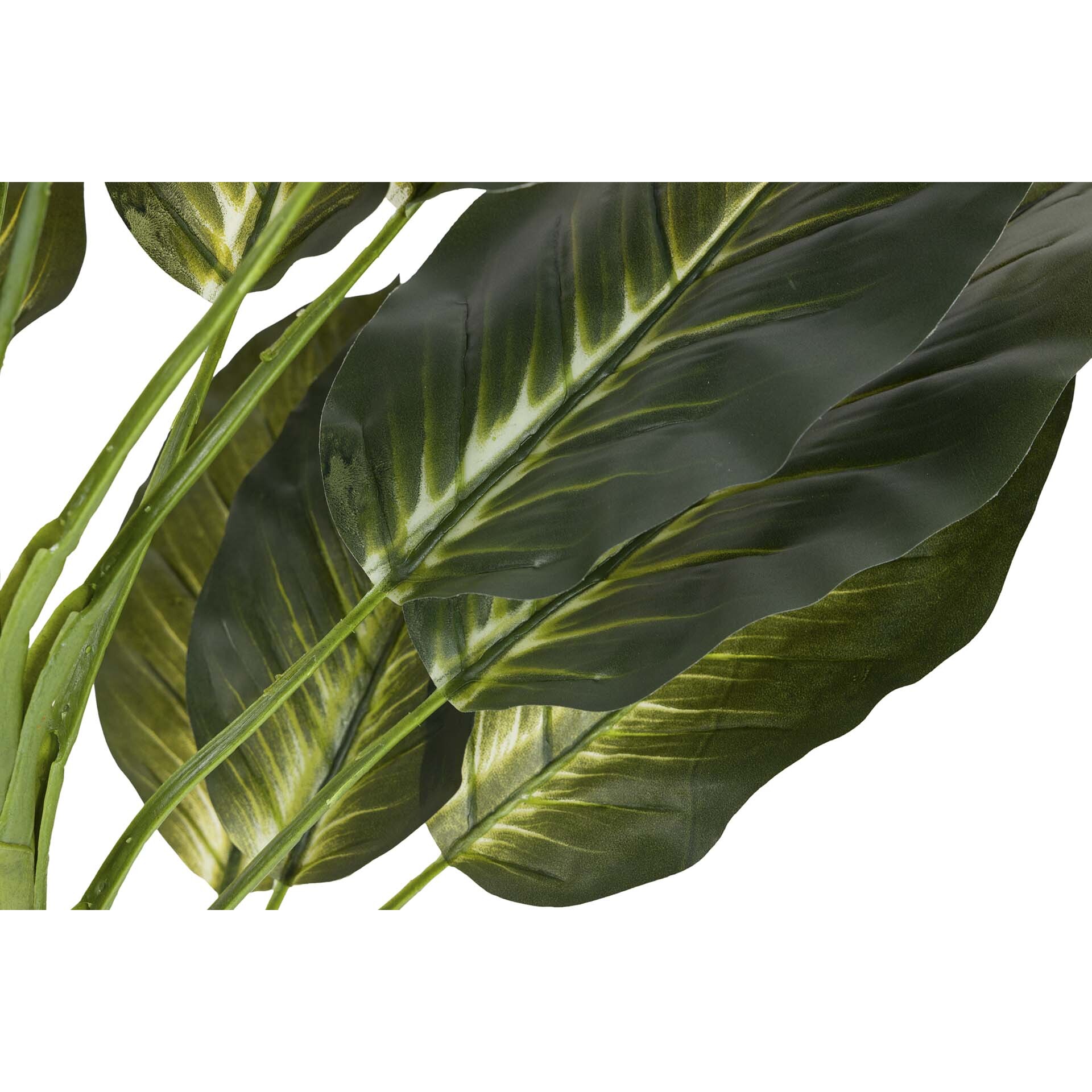 Planta Dieffenbachia Con Maceta 65x65x113 Cm