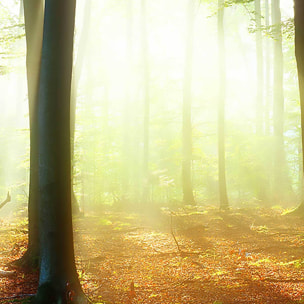 Affiche encadrée forêt lumineuse et rayons de soleil Affiche + cadre en métal - Noir