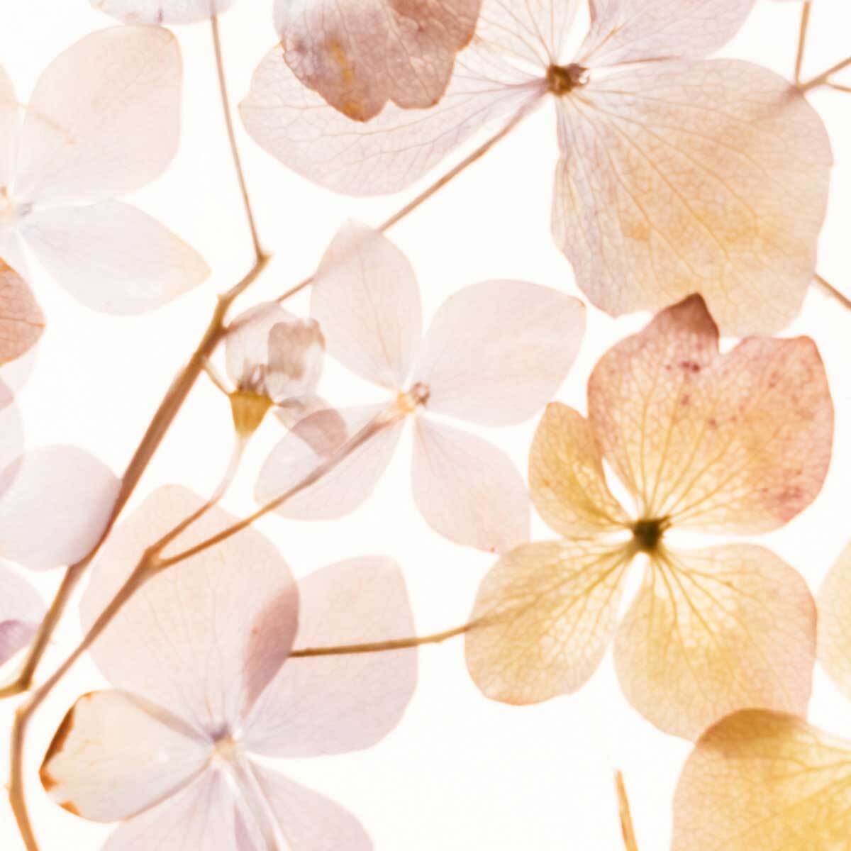 Affiche florale lumineuse affiche encadréee affiche cuisine Affiche + cadre en métal - Noir