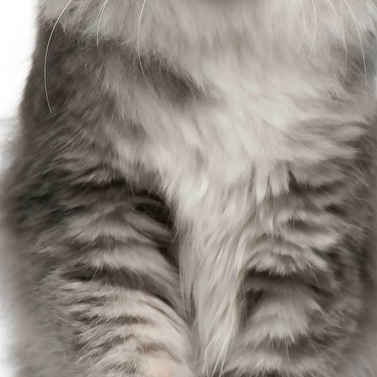 Affiche encadrée chat élégant au pelage majestueux Affiche + cadre en métal - Noir