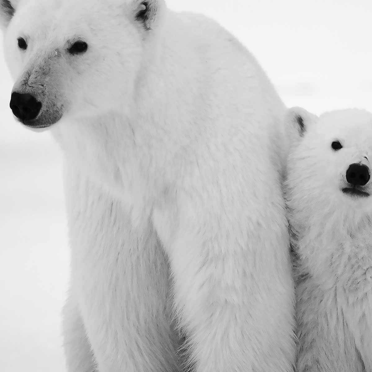 Affiche encadrée ours polaires en noir et blanc Affiche + cadre en métal - Noir