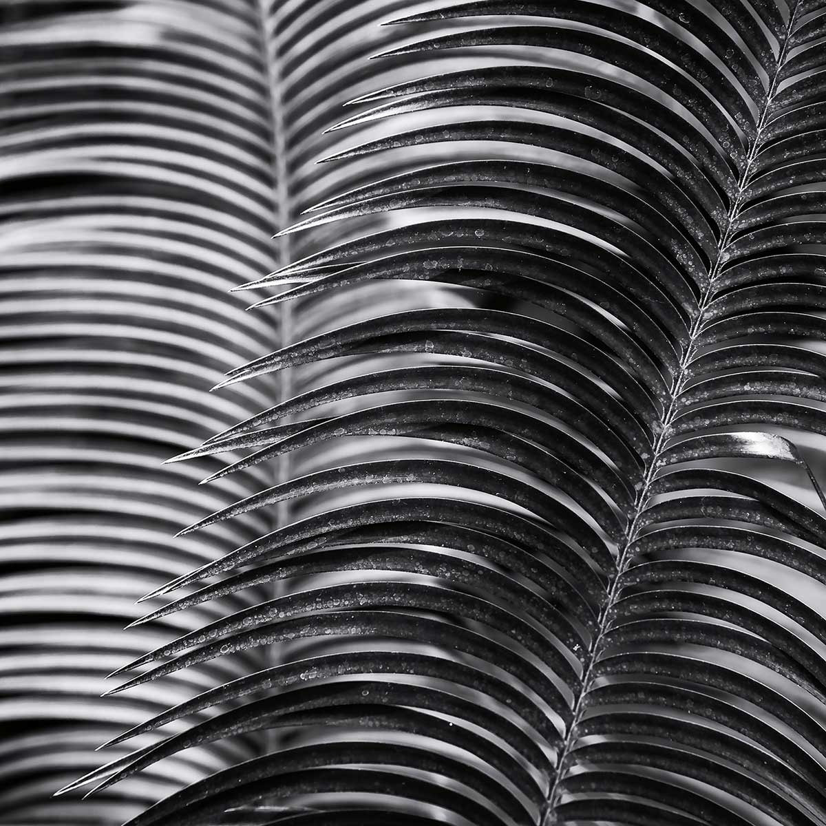 Poster jungle Sun palm Affiche + cadre en bois - Noir