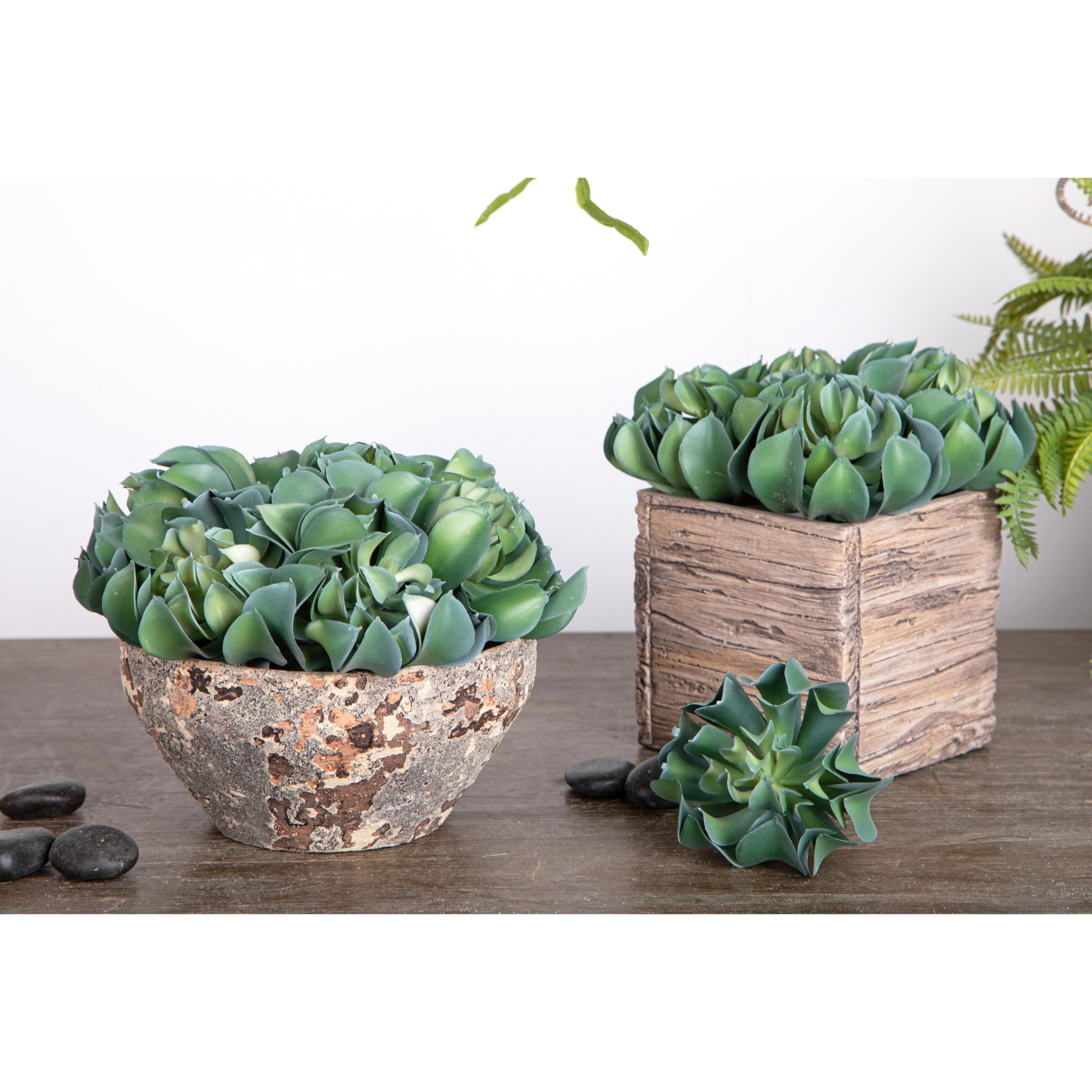Aoenium Arboreum. Altezza 13 Cm - Pezzi 6 - 9X13X9cm - Colore: Verde - Bianchi Dino - Piante Artificiali
