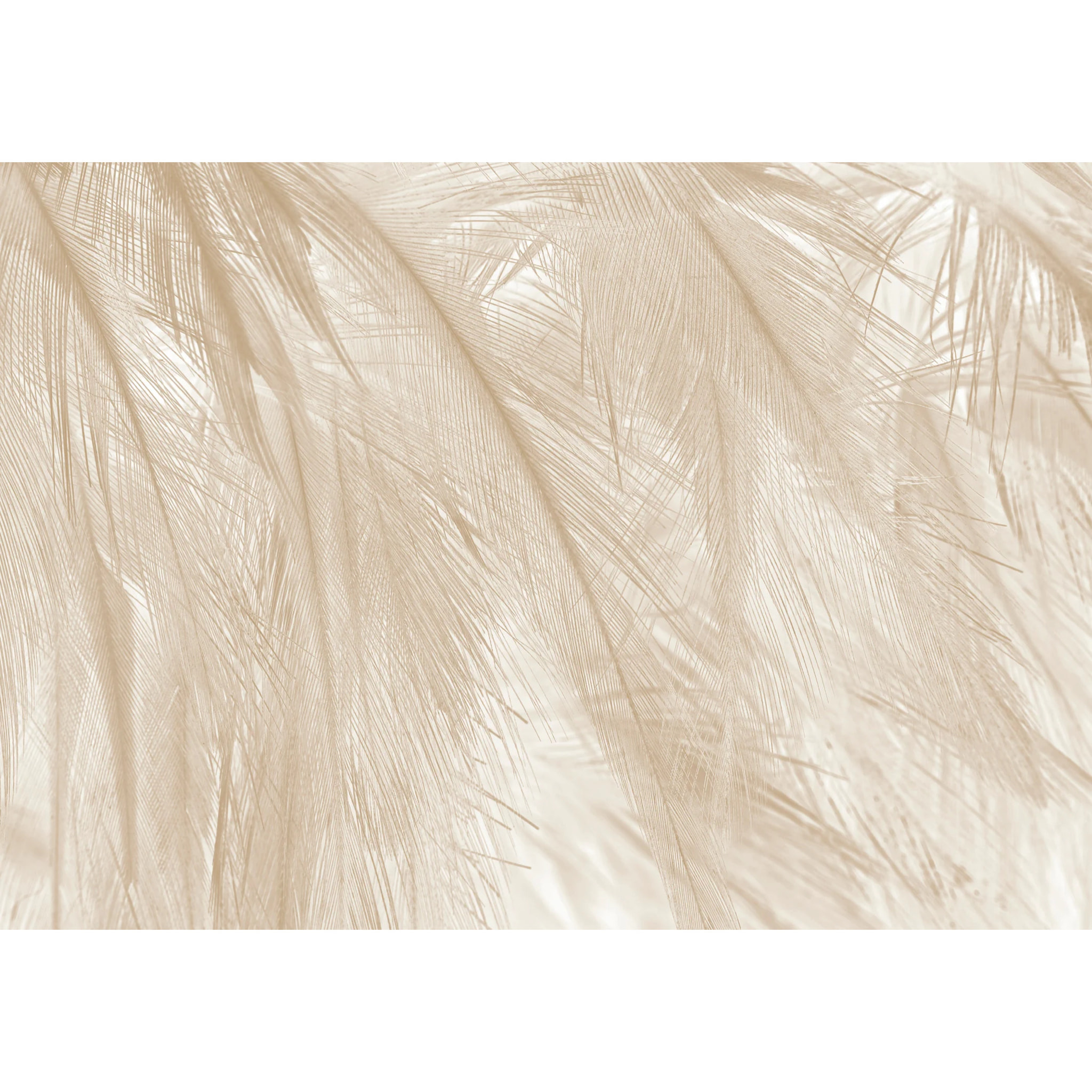Papier peint panoramique Soft