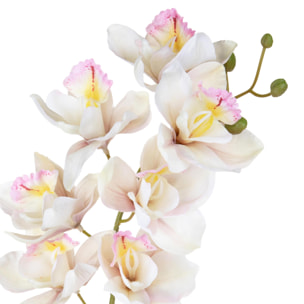 Cymbidium - Pezzi 3 - Colore: Crema/Rosa - Bianchi Dino