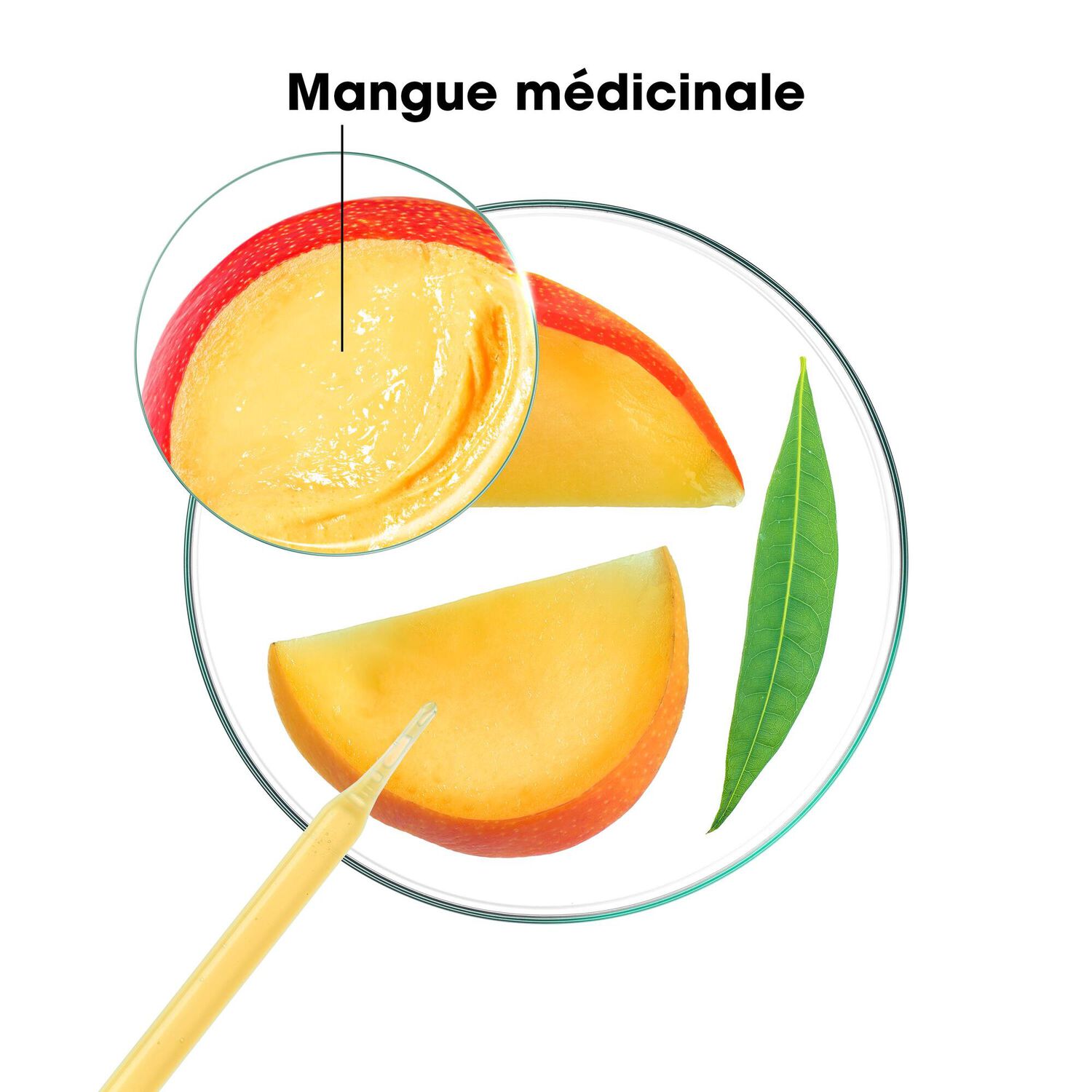 Shampoing  - Nutrition à la Mangue - Cheveux Secs