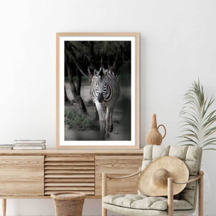 Affiche animaux zèbre en balade Affiche + cadre en bois - Chêne