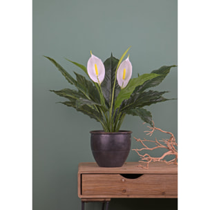 Spathipilium Con Vaso. Altezza 65 Cm - Pezzi 1 - 64X65X64cm - Colore: Verde - Bianchi Dino - Piante Artificiali