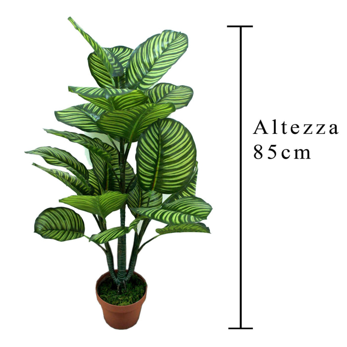 Calathea In Vaso Con 22 Foglie. Altezza 85 Cm - Pezzi 1 - 65X85X50cm - Colore: Verde - Bianchi Dino - Piante Artificiali