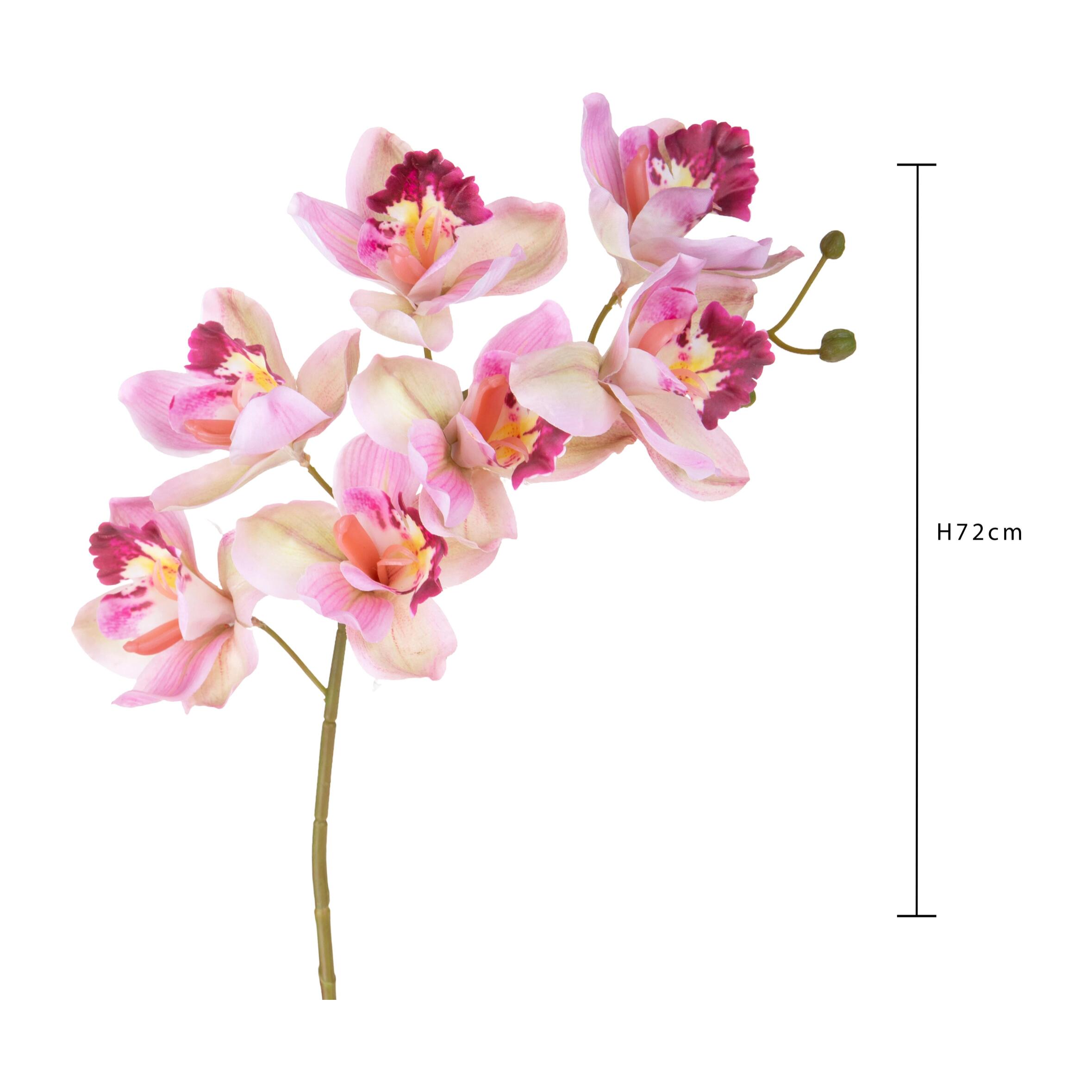 Cymbidium - Pezzi 3 - Colore: Rosa - Bianchi Dino