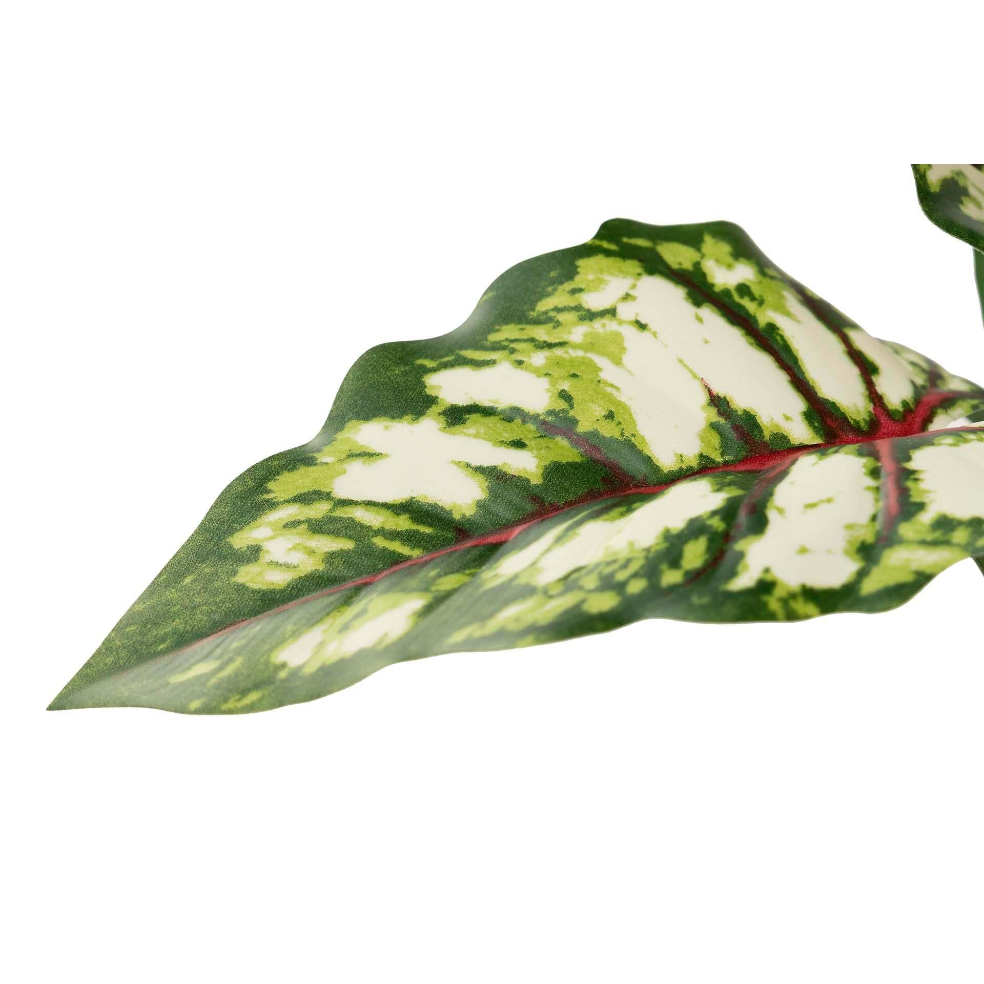 Arbol Caladium Bicolor Con Maceta 50x50x70 Cm