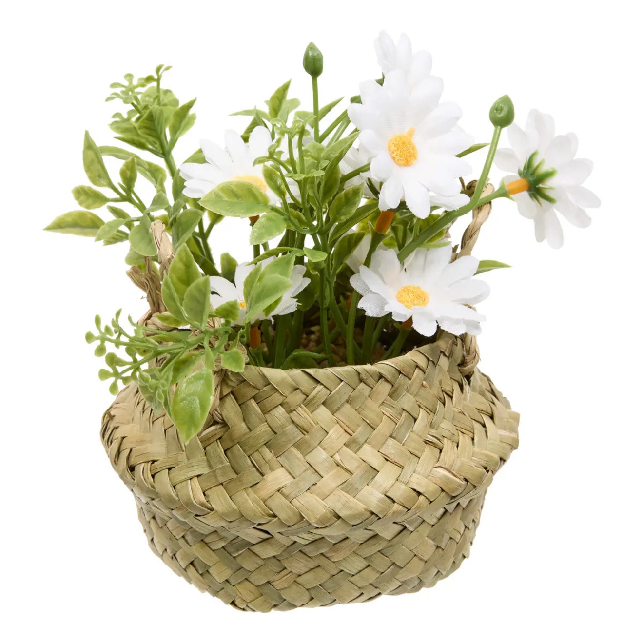 Composition de Marguerites Tifi H17cm