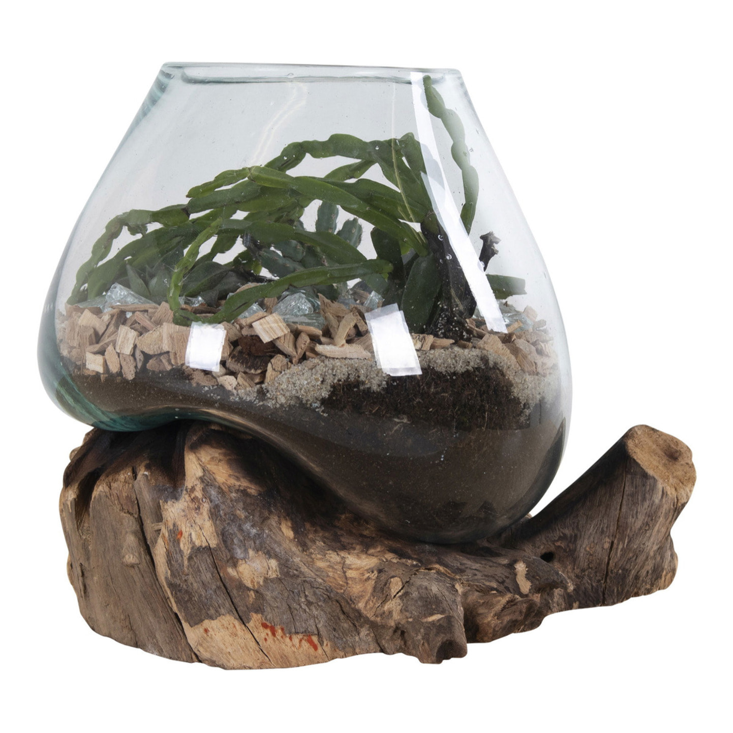 Terrario San Marino in vetro a cupola su base in radice di teak 18x20 cm