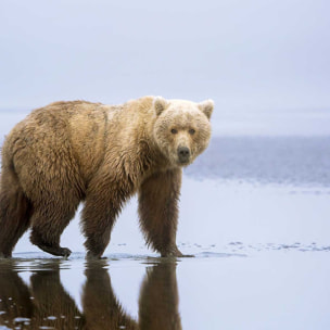 Affiche la marche de l'Ours Affiche sous cadre bois