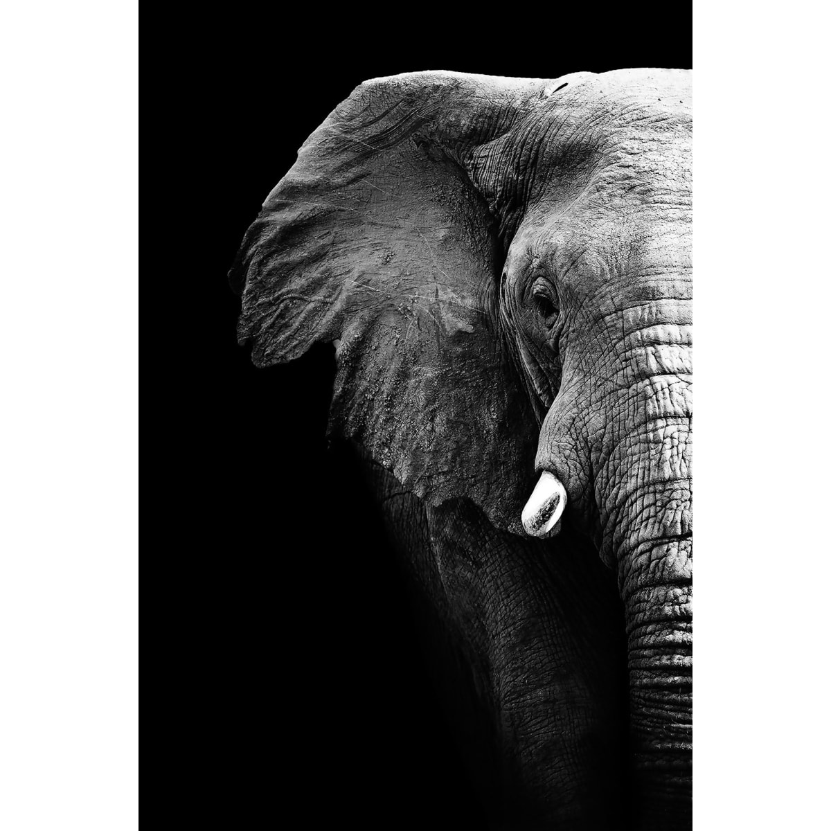 Tableau photo éléphant Tableau alu Dibond