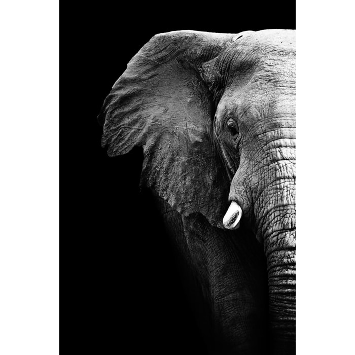 Tableau photo éléphant Tableau alu Dibond