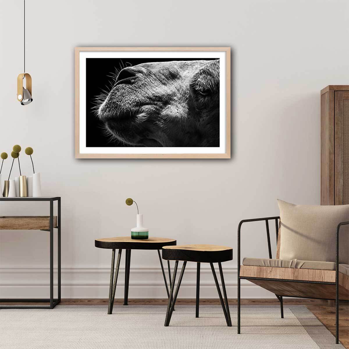 Poster animaux Portrait de chameau Affiche + cadre en bois - Chêne