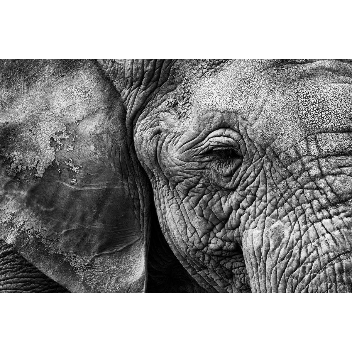 Tableau animaux Peau d'éléphant Tableau plexiglas