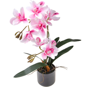 Orchidea Cymbidium Con 2 Diramazioni In Vaso. Altezza 50 Cm - Pezzi 1 - 25X50X25cm - Colore: Rosa - Bianchi Dino - Piante Artificiali