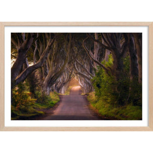 Affiche nature arbres enchanteurs Affiche + cadre en bois - Chêne