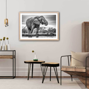 Affiche animaux standing proud Affiche + cadre en bois - Chêne